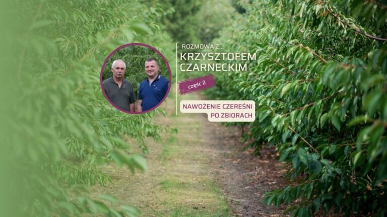 nawozenie-czeresni-po-zbiorach_Krzysztof-Czarnecki-ow