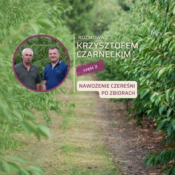 nawozenie-czeresni-po-zbiorach_Krzysztof-Czarnecki-ow