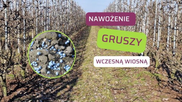 Wiosenne nawożenie posypowe gruszy – praktyczne wskazówki