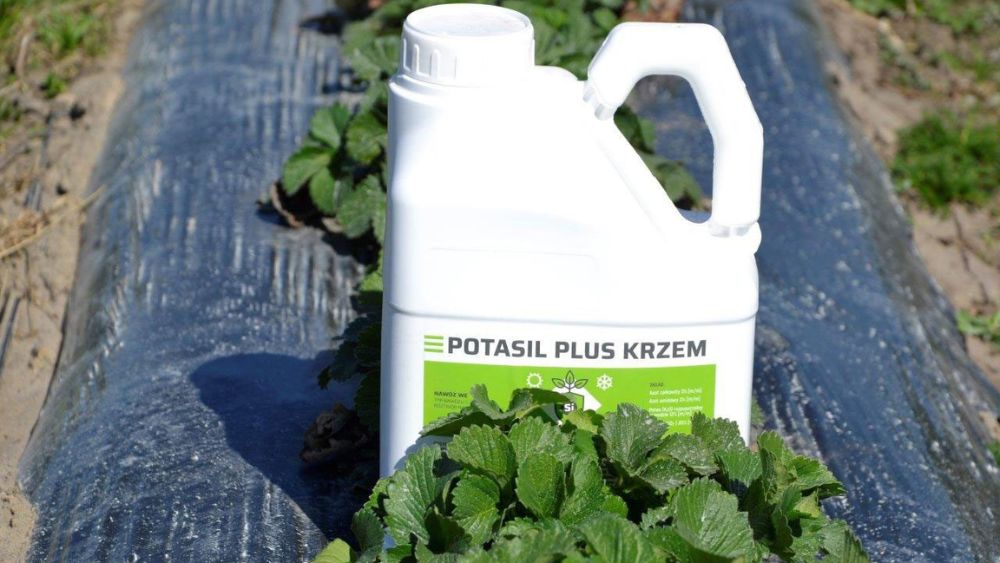 nawożenie truskawki krzemem - nawóz Potasil Plus Krzem