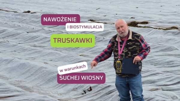 Nawożenie i biostymulacja truskawek na start a sucha wiosna