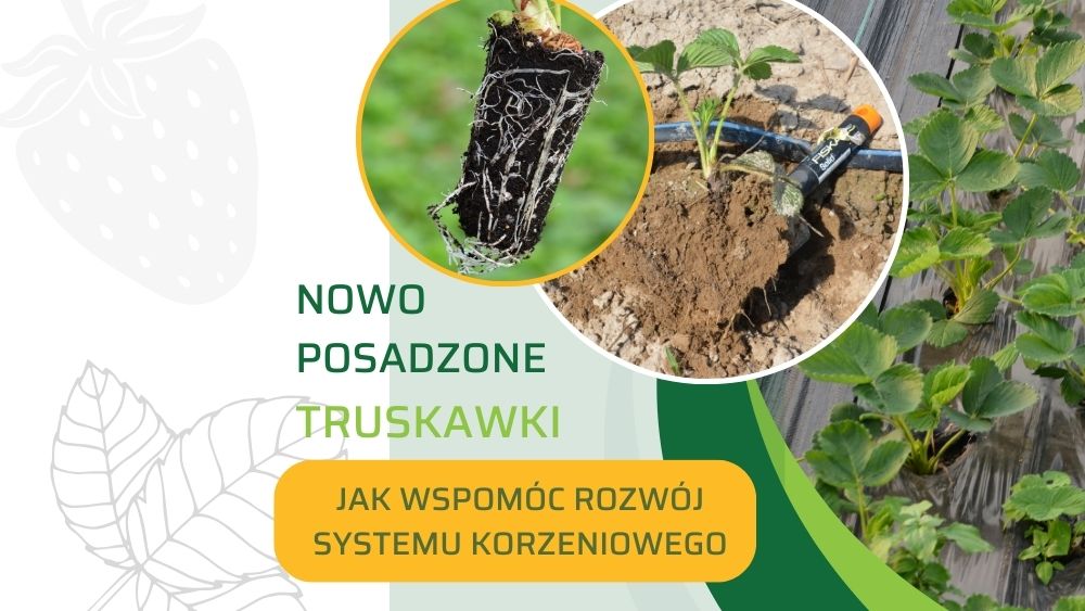 nawozenie-truskawki-po-posadzeniu-ow