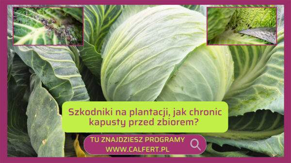 Jak zwalczać śmietkę kapuścianą? Mszyce i gąsienice w kapuście przed zbiorem.