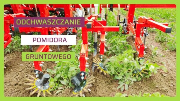 ochrona pomidora przed chwastami po wycofaniu metrybuzyny