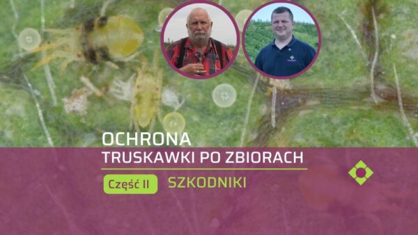 Ochrona truskawek po zbiorach (cz. 2). Problematyczne szkodniki