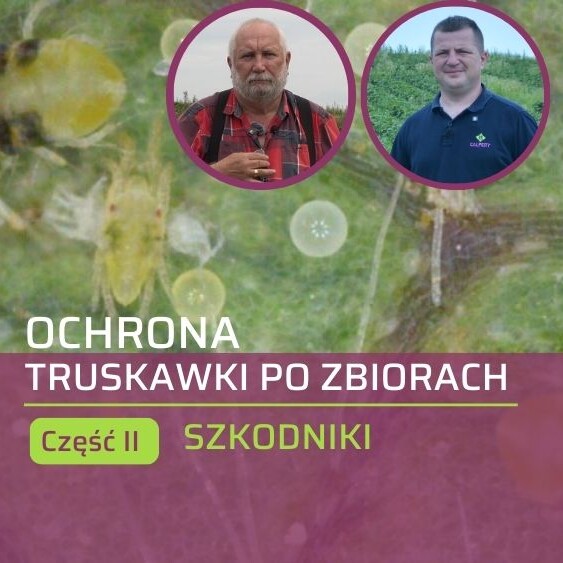 ochrona-truskawek-po-zbiorach-Albert-Zwierzynski-Jaroslaw-Barszczewski-ow