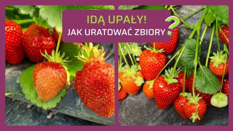 ochrona truskawek w czasie upałów