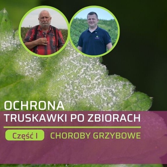 ochrona-truskawki-po-zbiorach-ow