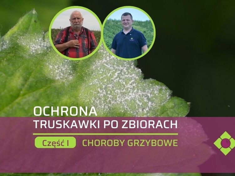 ochrona-truskawki-po-zbiorach-ow