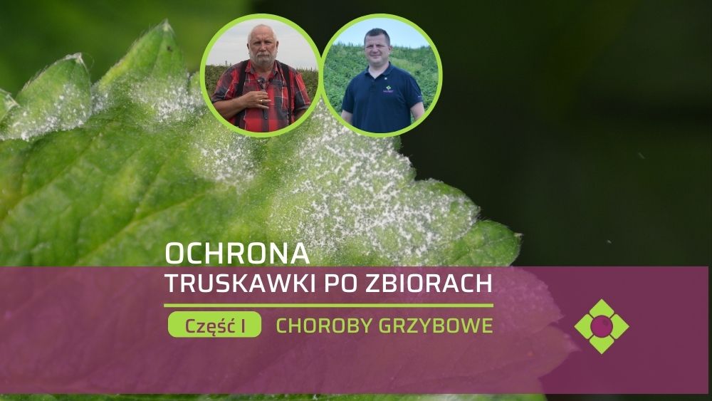 ochrona-truskawki-po-zbiorach-ow