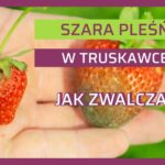 ochrona truskawki przed szarą pleśnią