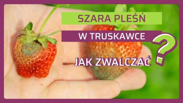 Ochrona truskawki przed szarą pleśnią – program zwalczania