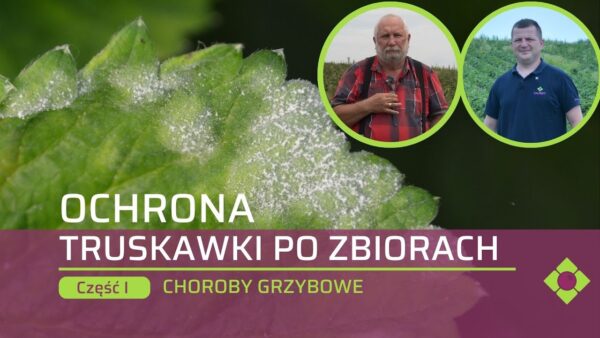 Ochrona truskawki po zbiorach (cz. 1). Uwaga na choroby grzybowe!
