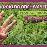 odchwaszczanie truskawek po zbiorach