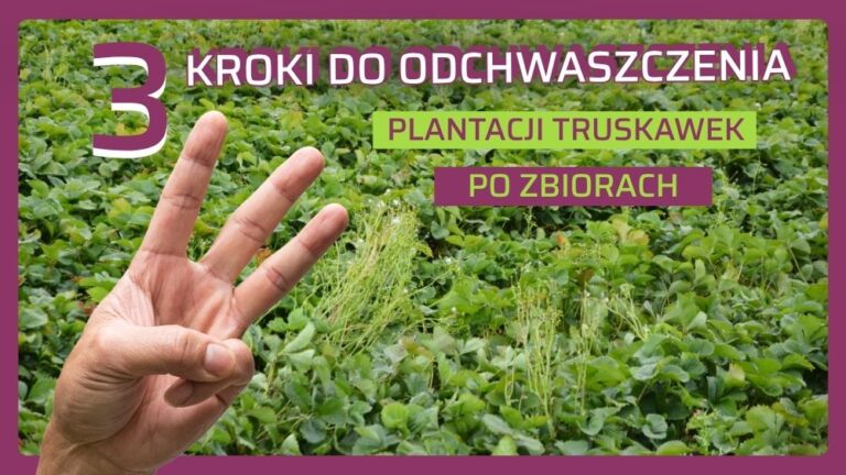 odchwaszczanie truskawek po zbiorach