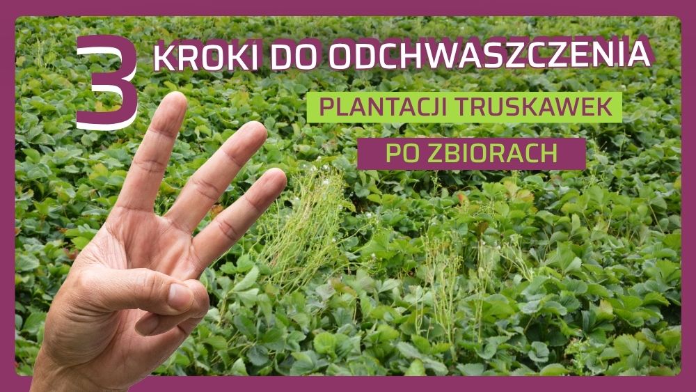 odchwaszczanie truskawek po zbiorach