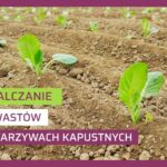 odchwaszczanie warzyw kapustnych