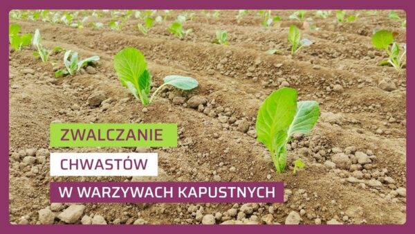 odchwaszczanie warzyw kapustnych