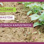 odchwaszczanie warzyw kapustnych