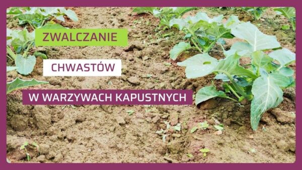 odchwaszczanie warzyw kapustnych