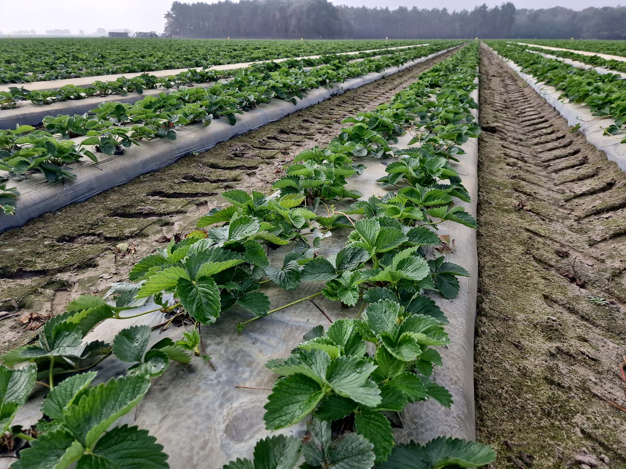 Odwiedziny na belgijskiej plantacji truskawek w okolicach Hoogstraten