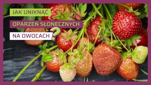 Oparzenia słoneczne truskawek. Jak ich uniknąć?