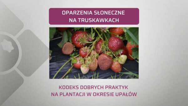 Oparzenia słoneczne truskawek. Jak ich uniknąć?