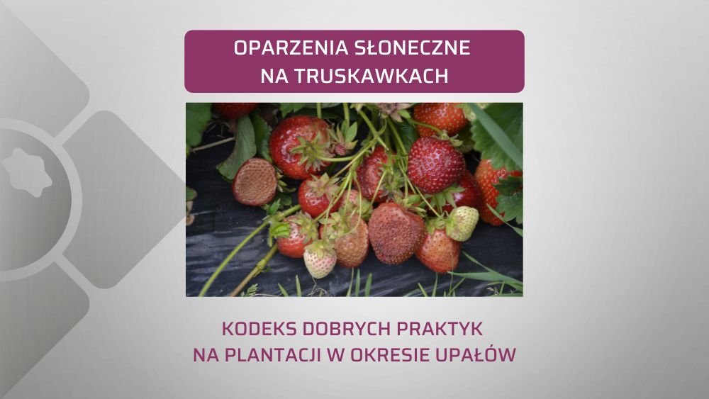 oparzenia sloneczne truskawek