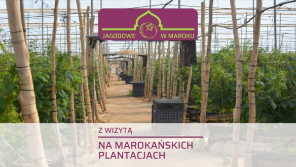 Jak produkuje się owoce jagodowe w Maroku?