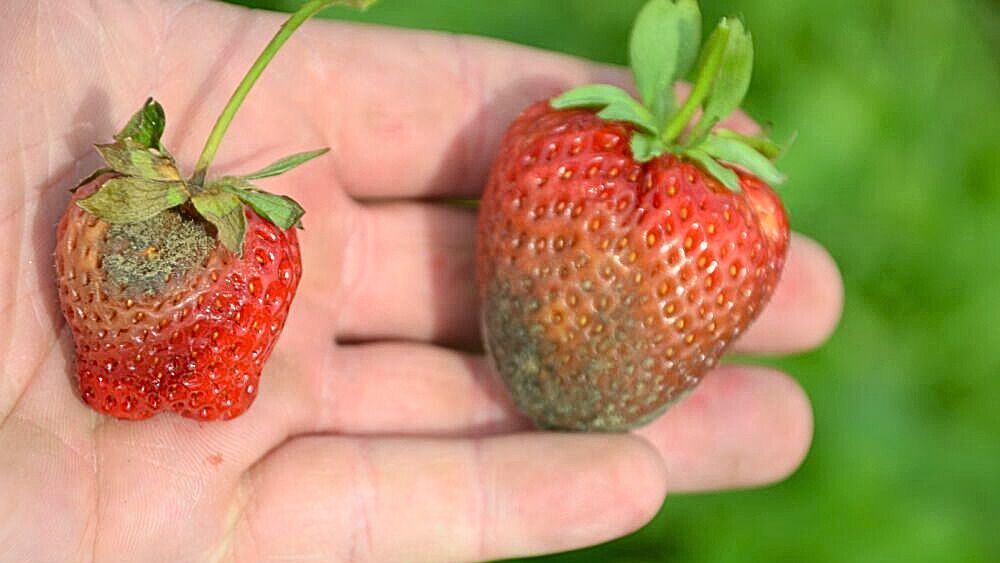 owoce truskawki porażone przez szarą pleśń