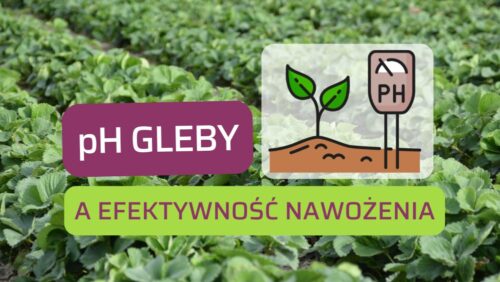 pH gleby – wszystko, co powinieneś wiedzieć o odczynie gleby