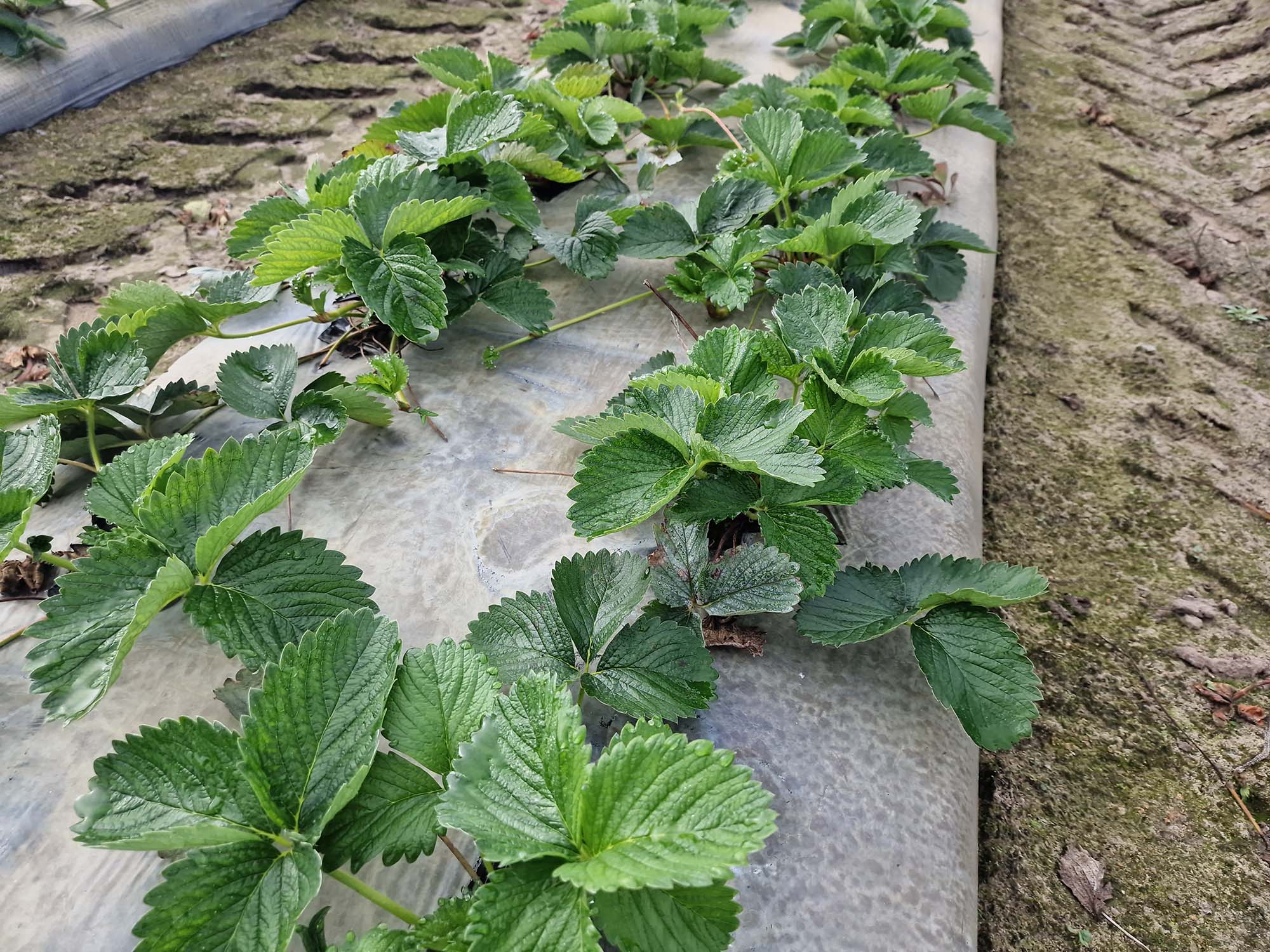 Plantacja truskawek na belgijskim polu pod tunelem foliowym
