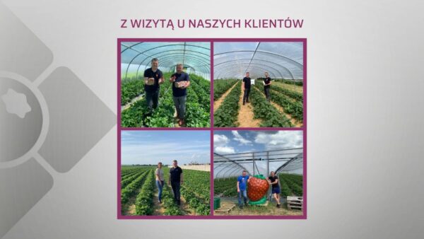 Odwiedzamy plantacje truskawek naszych klientów – fotorelacja