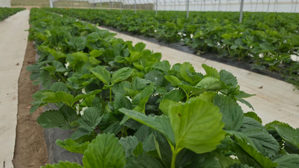plantacja truskawki Alba