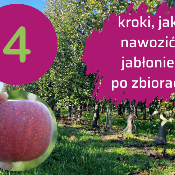 po zbiorach duże jabłonie