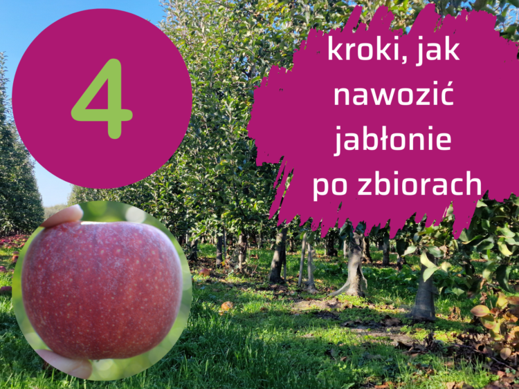 po zbiorach duże jabłonie