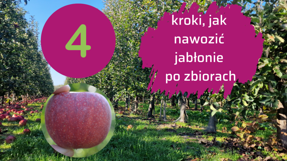 po zbiorach duże jabłonie