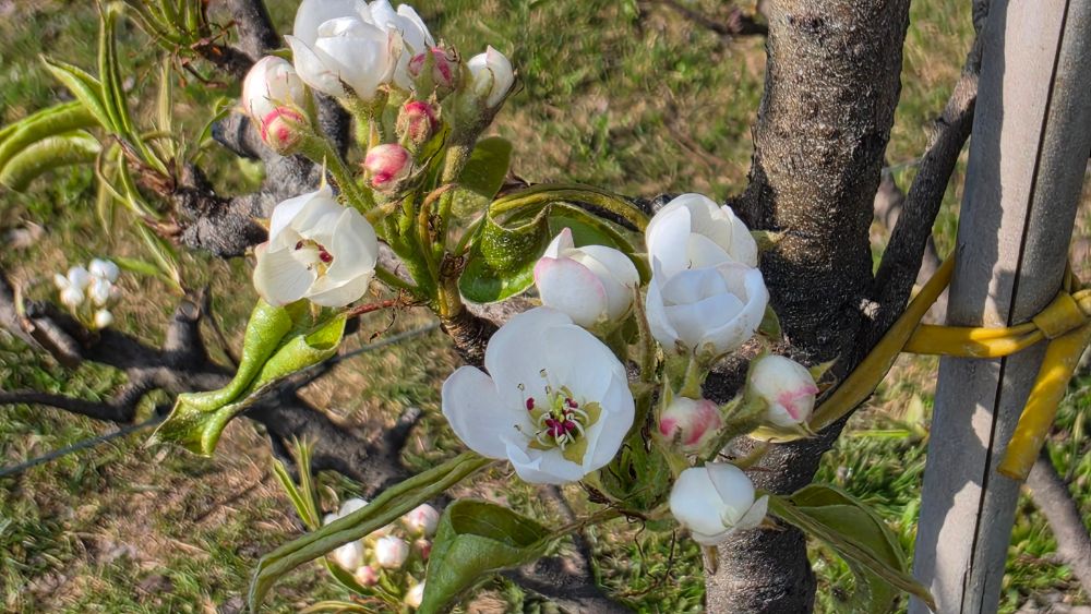 początek kwitnienia gruszy