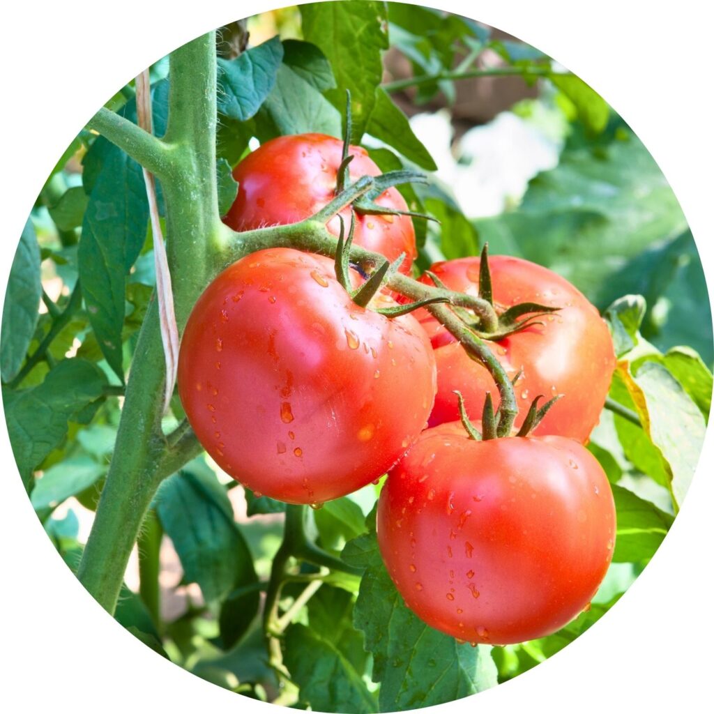 pomidor owoce