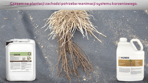 Po co stosować preparaty poprawiające ukorzenianie truskawek w czasie sadzenia?