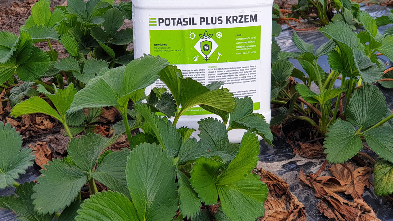 Nawóz Potasil Plus Krzem stojący wśród roślin truskawki