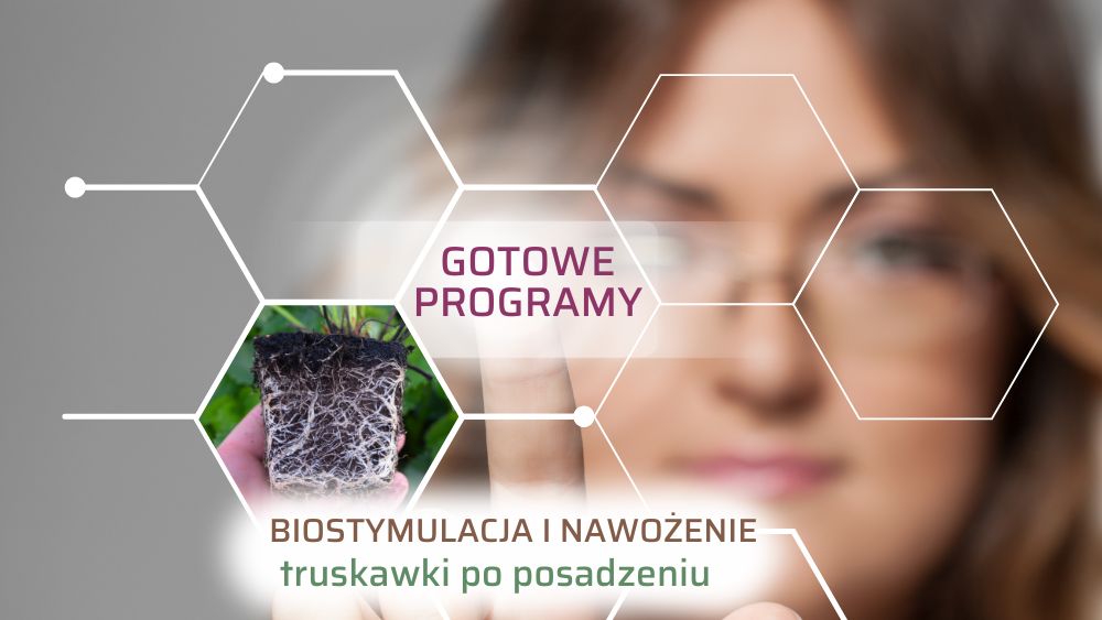 program nawożenia truskawki