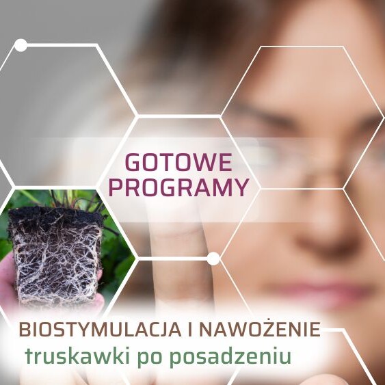 program-nawozenia-truskawki