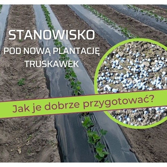 przygotowanie-stanowiska-pod-nowa-plantacje-ow