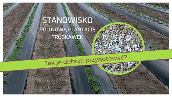 Przygotowanie stanowiska przed założeniem nowej plantacji truskawek