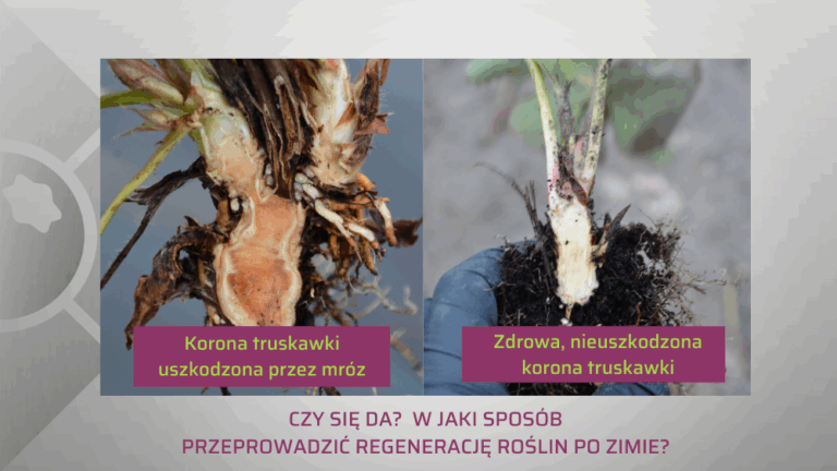regeneracja truskawki po zimie