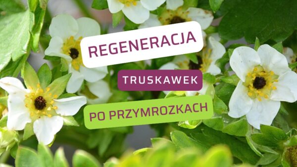 Regeneracja truskawek po przymrozkach. Jak przywrócić odpowiednią aktywność fizjologiczną roślin po silnym stresie?
