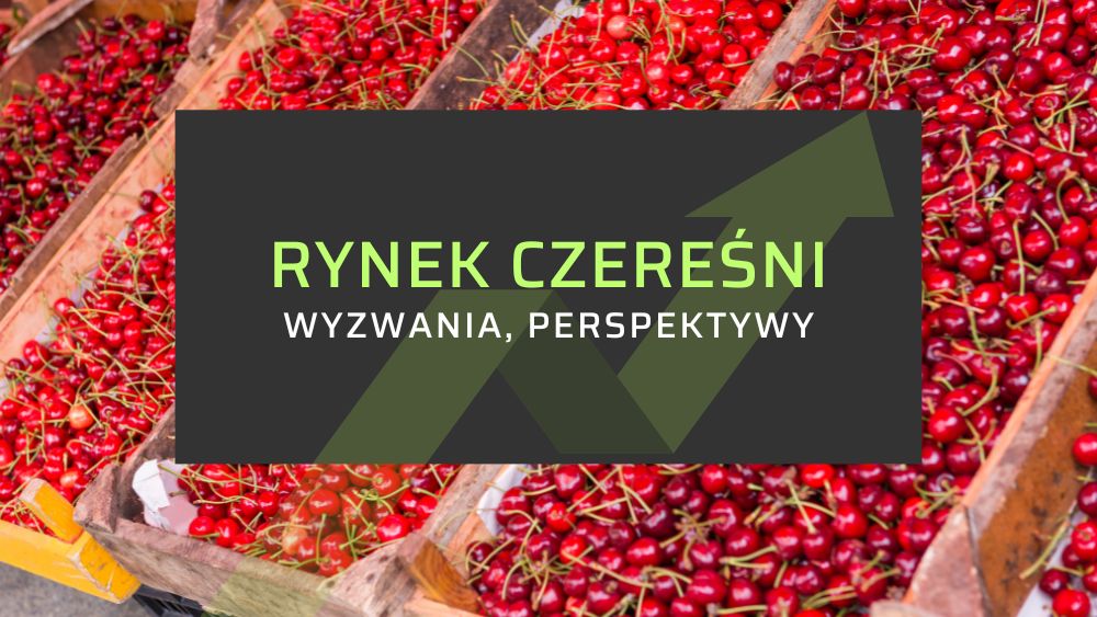 rynek czereśni Maliszewski