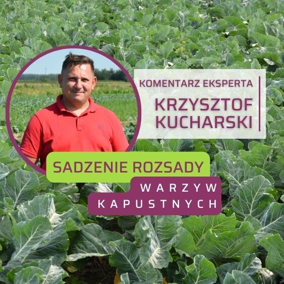 sadzenie-rozsady-warzyw-kapustnych-Krason-ow