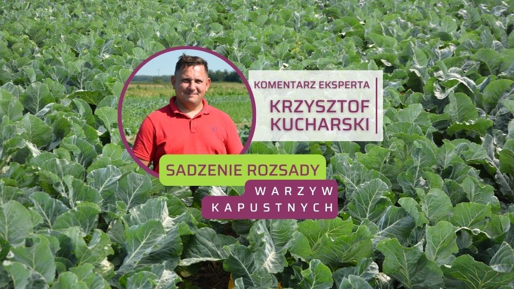 sadzenie-rozsady-warzyw-kapustnych-Krason-ow